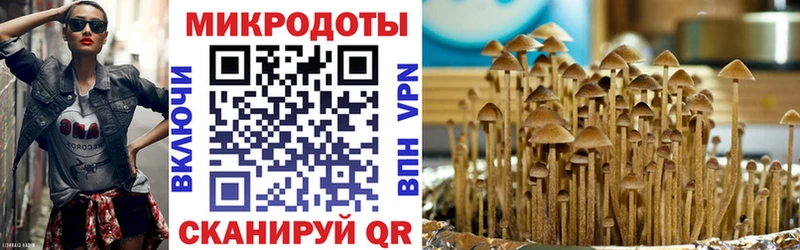 купить наркотик  Гусев  Псилоцибиновые грибы Psilocybe 